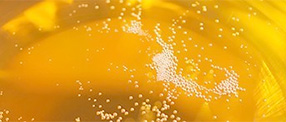 The Ciders