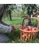 Apple Harvesting